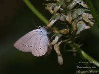 Cupido minimus - Голубянка малая