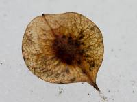 Ptelea trifoliata - Птелея трёхлистная