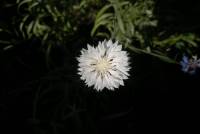 Centaurea cyanus - Василёк синий, Василёк лазоревый, Василёк посевной
