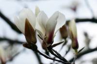 Magnoliaceae - Магнолиевые