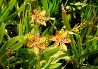 Iris domestica - Беламканда китайская