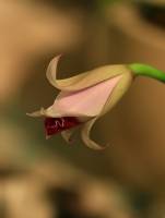 Cattleya pumila