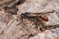 Ichneumonidae - Наездники-ихневмониды