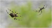 Araneidae - Пауки-кругопряды