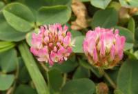 Trifolium fragiferum - Клевер земляничный