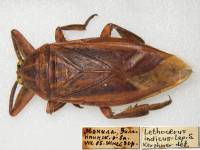 Lethocerus indicus