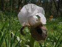 Iris bismarckiana