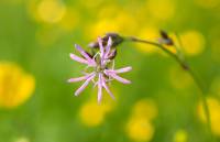 Lychnis flos-cuculi - Кукушкин цвет обыкновенный
