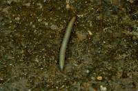 Diplopoda (Arthropoda - Myriapoda) - Двупарноногие