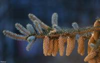 Picea pungens - Ель колючая, Ель голубая