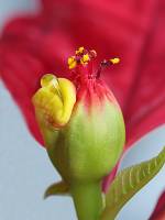 Цветок пуансеттии