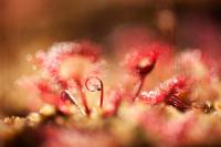 Drosera rotundifolia - росянка круглолистная