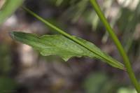 Crepis pulchra subsp. pulchra