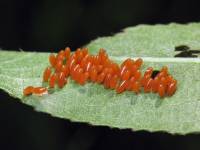 Chrysomela saliceti - Листоед ивовый