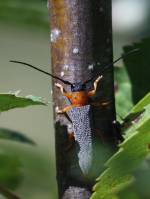 Oberea oculata - Усач ивовый красногрудый