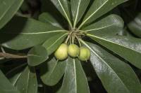 Pittosporum tobira - Смолосемянник обыкновенный, Питтоспорум обыкновенный