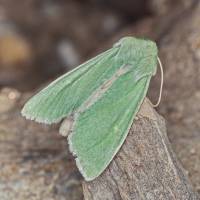 Isochlora viridissima - Зеленая альпийская совка