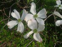 Cornus florida - Кизил цветущий