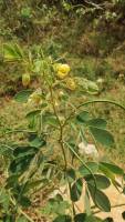 Senna obtusifolia - Сенна туполистная, Кассия туполистная