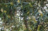 Eucalyptus porosa