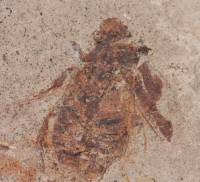 ? Fossil beetles - ? Ископаемые жуки