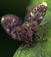 Psychodidae - Бабочницы