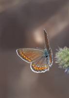 Lycaenidae - Голубянки
