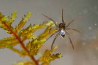 Argyroneta aquatica - Водяной паук, паук-серебрянка