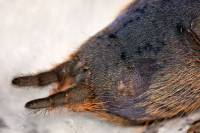 Theraphosidae - Пауки-птицееды