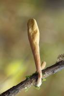Clavariadelphus ligula - Рогатик язычковый