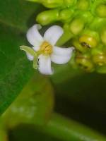Morinda citrifolia - Моринда цитрусолистная, или нони