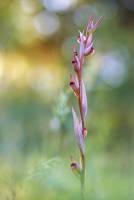 Serapias bergonii - Серапиас сошниковый рыхлоцветковый