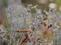 Cladonia rangiferina - Кладония оленья
