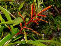 Vriesea zamorensis