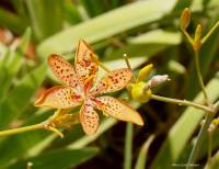 Iris domestica - Беламканда китайская