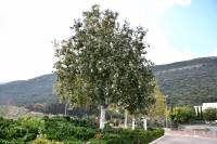 Populus alba - Тополь белый, Тополь серебристый