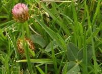 Trifolium fragiferum - Клевер земляничный