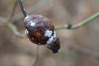 Aulacaspis rosae - Щитовка розанная