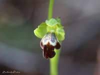 Ophrys omegaifera subsp. israelitica