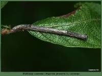 Angerona prunaria - Пяденица сливовая