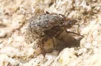 Platystomatidae - Широкоустки