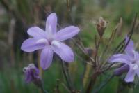 Tulbaghia violacea - Тульбагия фиолетовая