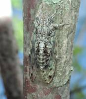 Cicada mordoganensis