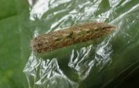 Emmelina monodactyla - Пальцекрылка красно-бурая