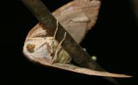 Hylaea fasciaria - Пяденица изменчивая хвойная