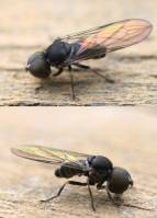 Pipunculidae - Большеглазки, цикадоедки