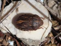 Eurygaster integriceps - Вредная черепашка