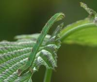 Mesoleuca albicillata - Пяденица-цидария малинная