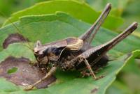 Pholidoptera griseoaptera - Кустолюбка пепельная