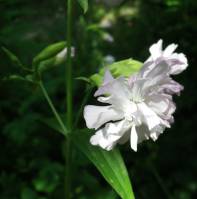 Saponaria officinalis - Мыльнянка лекарственная